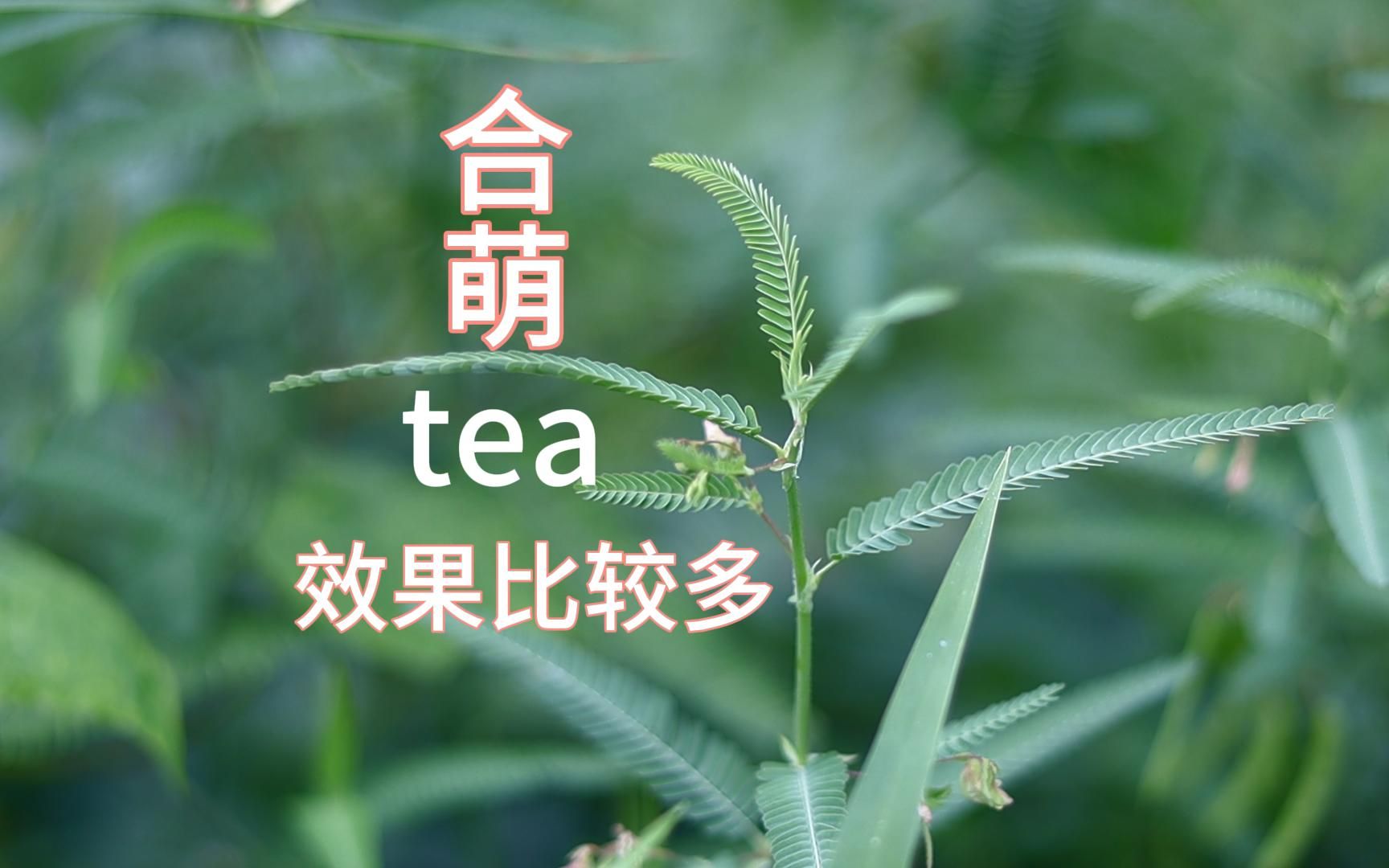 [图]神奇杂草含羞草的哥哥，像叶下珠，拿来做茶味道有回甘又耐泡