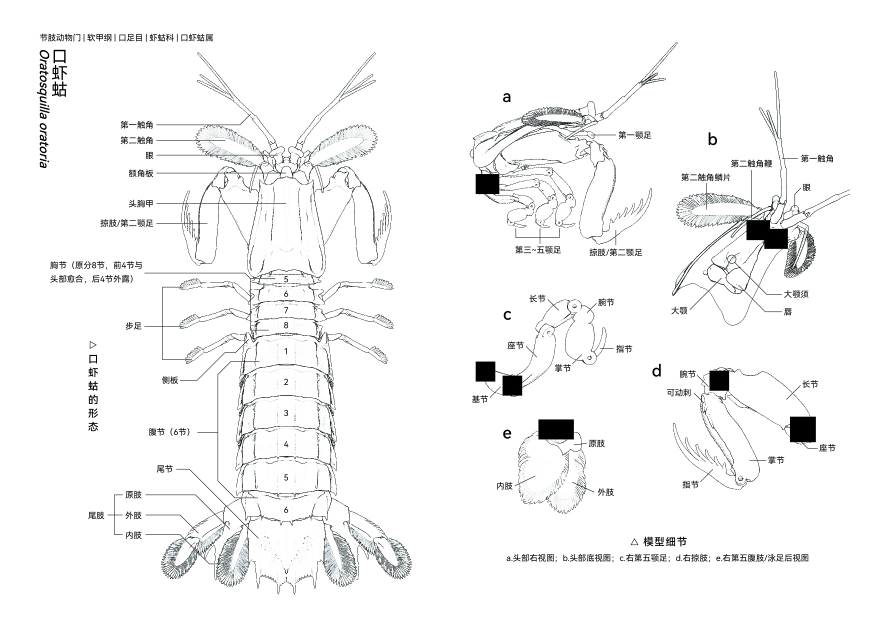 口蛄虾(皮皮虾)模型解剖图哔哩哔哩bilibili