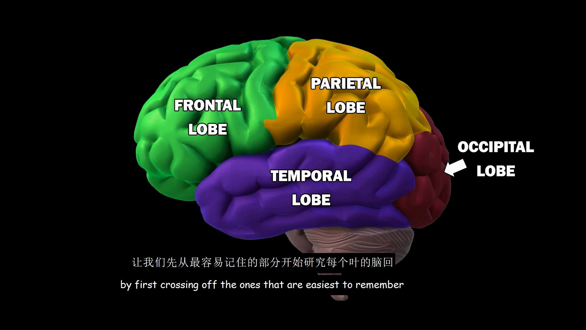 【脑科学】4分钟认识大脑沟回哔哩哔哩bilibili