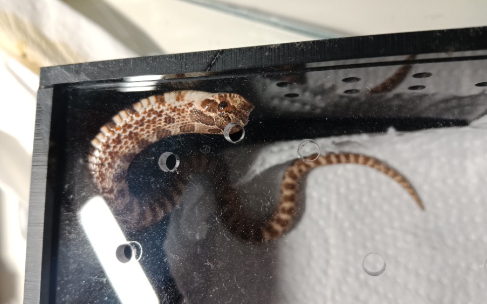 【猪鼻蛇】一只原色小猪鼻的开箱 喜闻乐见的猪猪喝水_哔哩哔哩