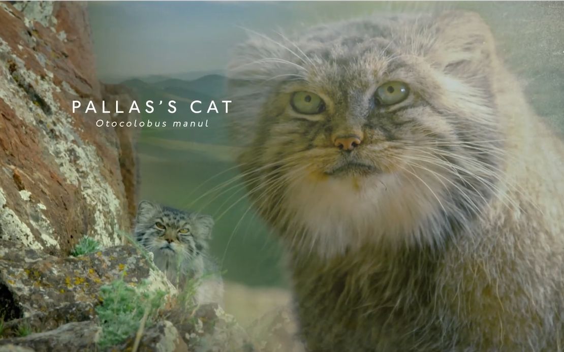 【纪录片】big cats s01e02——bbc 2018年 猫科动物纪录片【无字生肉