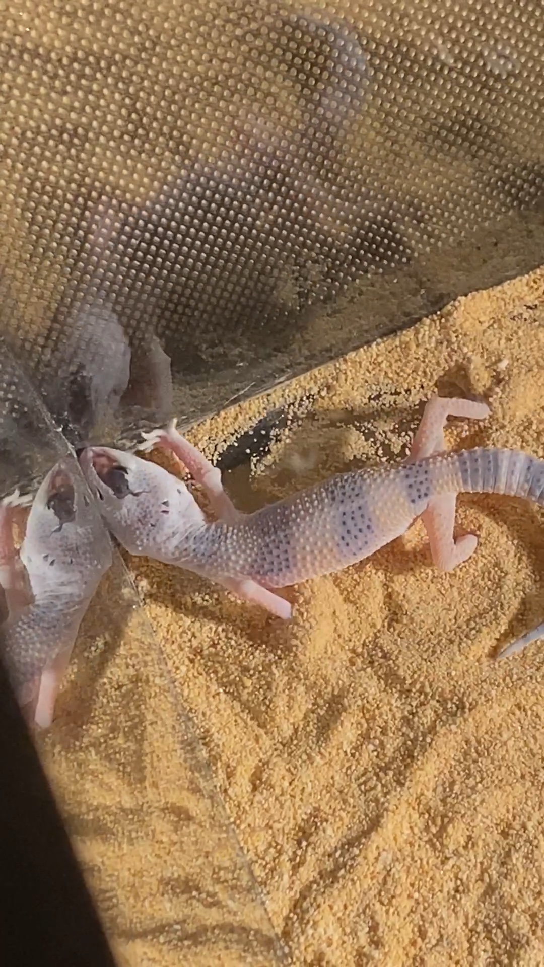 爬宠豹纹守宫守宫第一次蜕皮今天