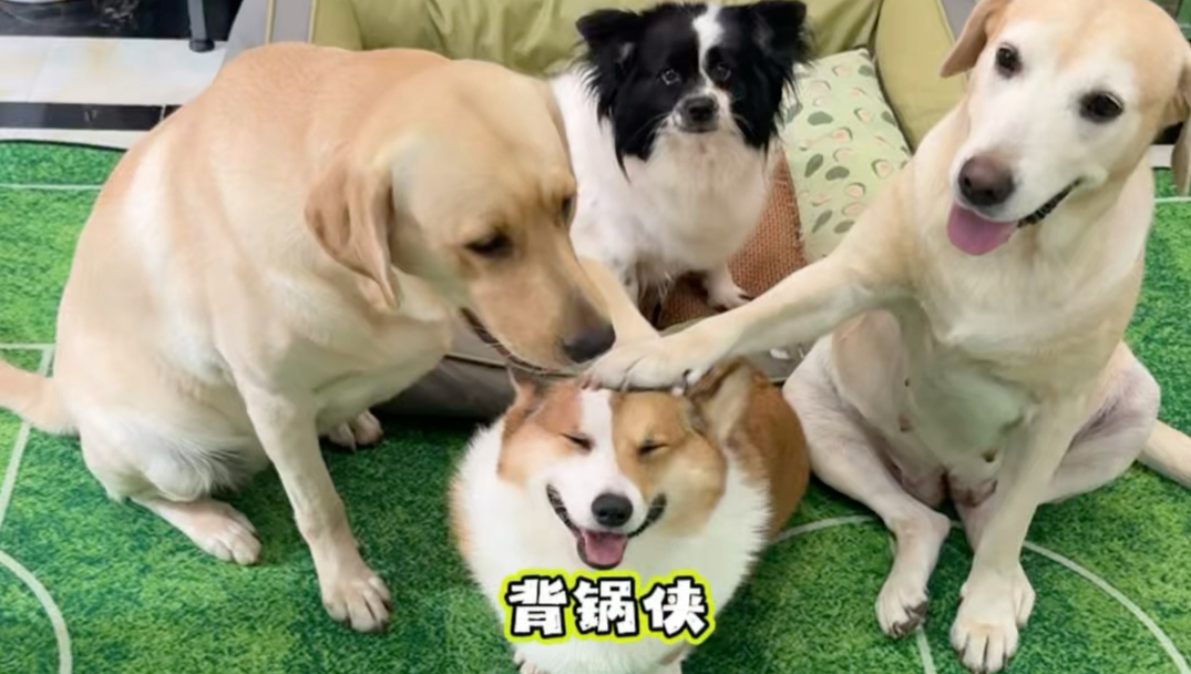 破案现场：谁翻的垃圾桶？