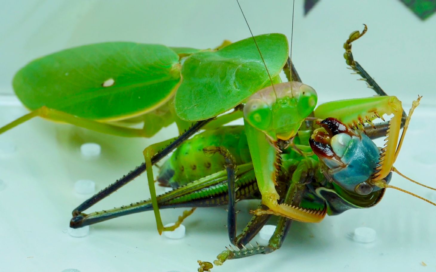 螳螂大战蝈蝈图片