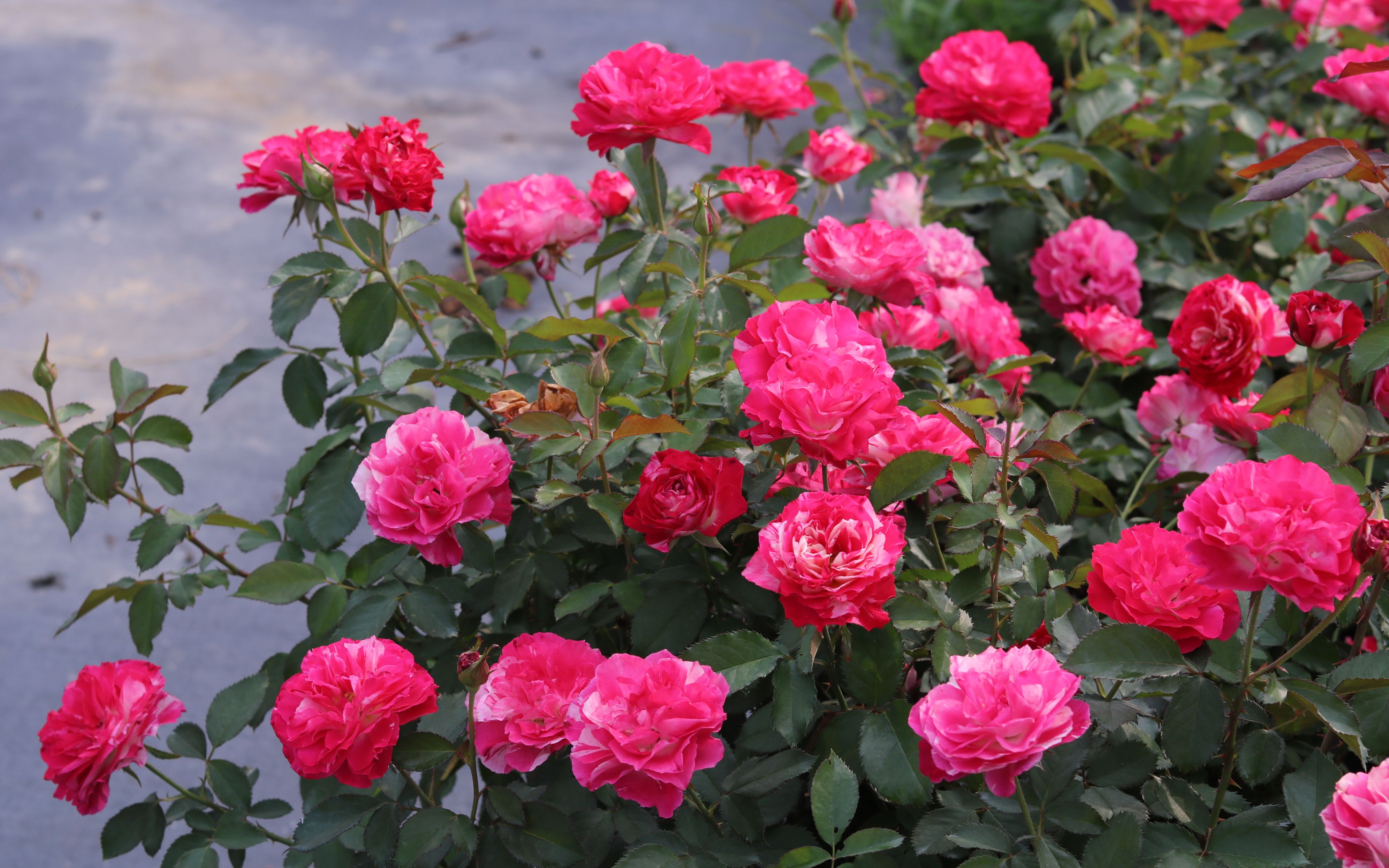 【天狼月季】长花期大花量,神奇条纹的自育新品!_哔哩哔哩_bilibili