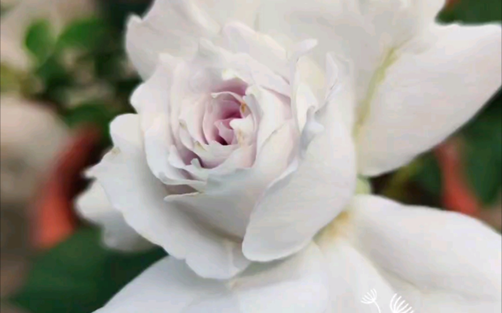 在广东种月季加百列大天使的配方土