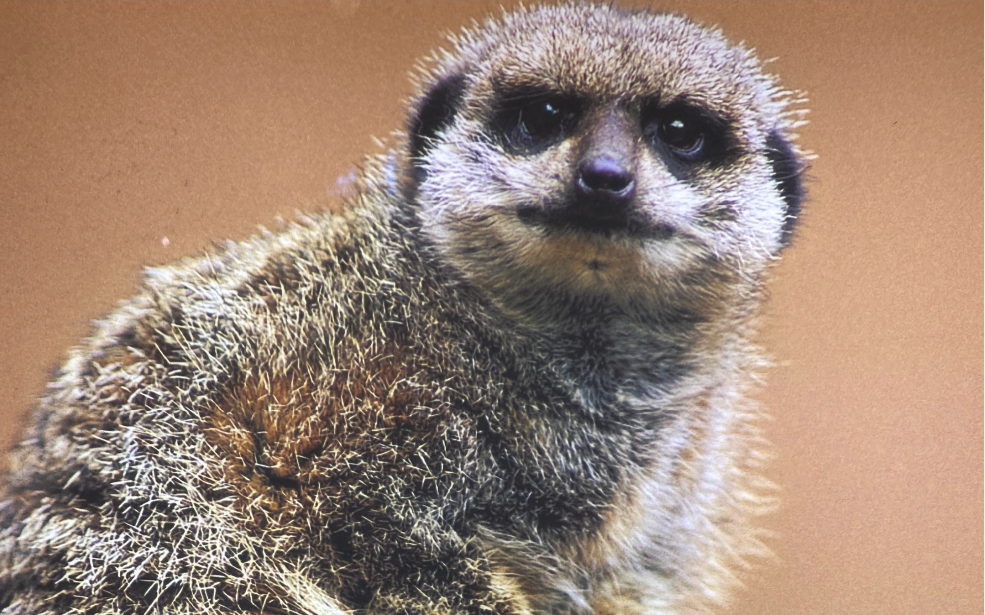 dc动物园在挖洞的丁满小可爱