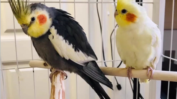 帅气的原始灰和珍珠玄凤鹦鹉