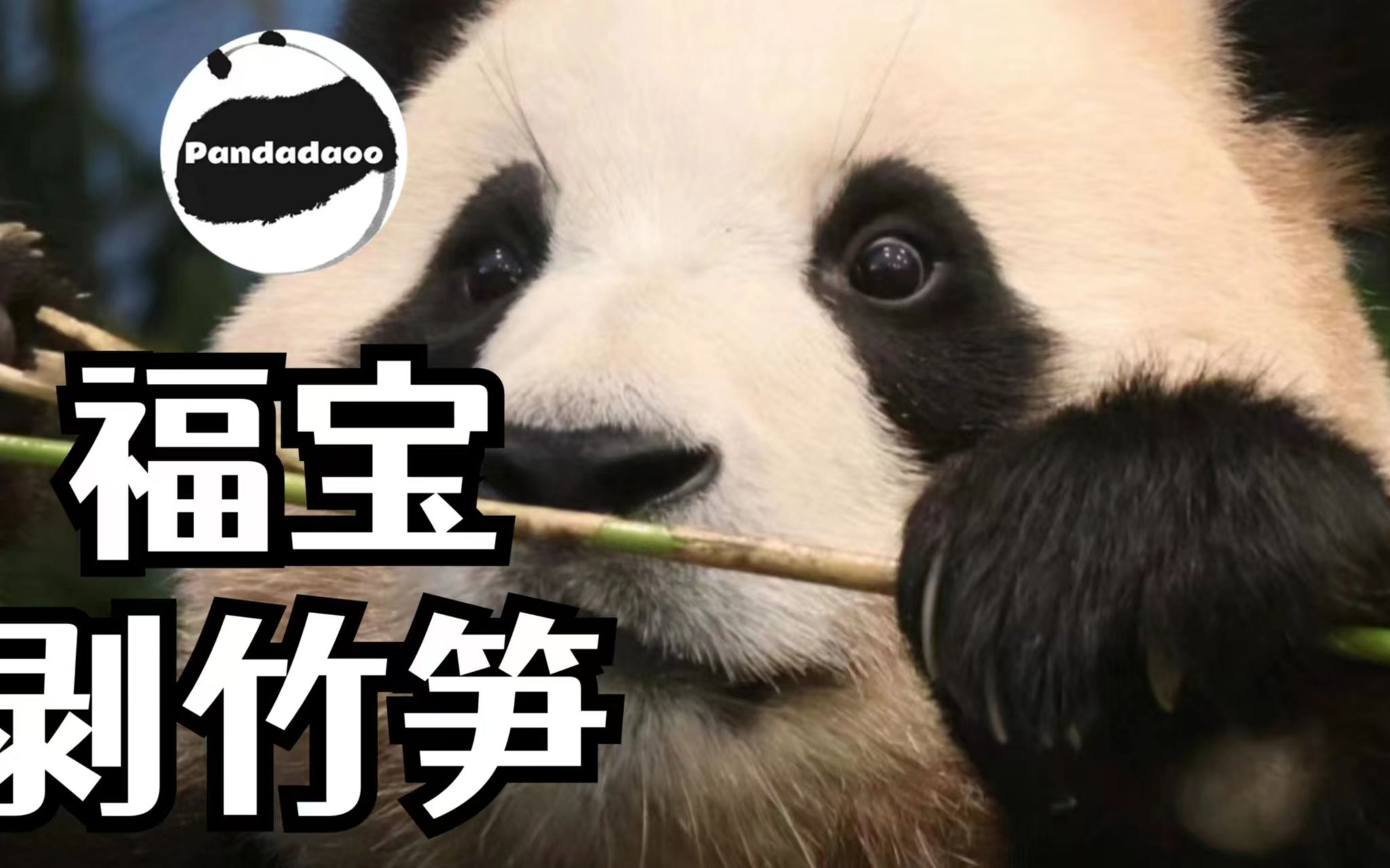 走路开启静音模式,吃饭化身剥笋机器,福宝究竟有多爱妈妈