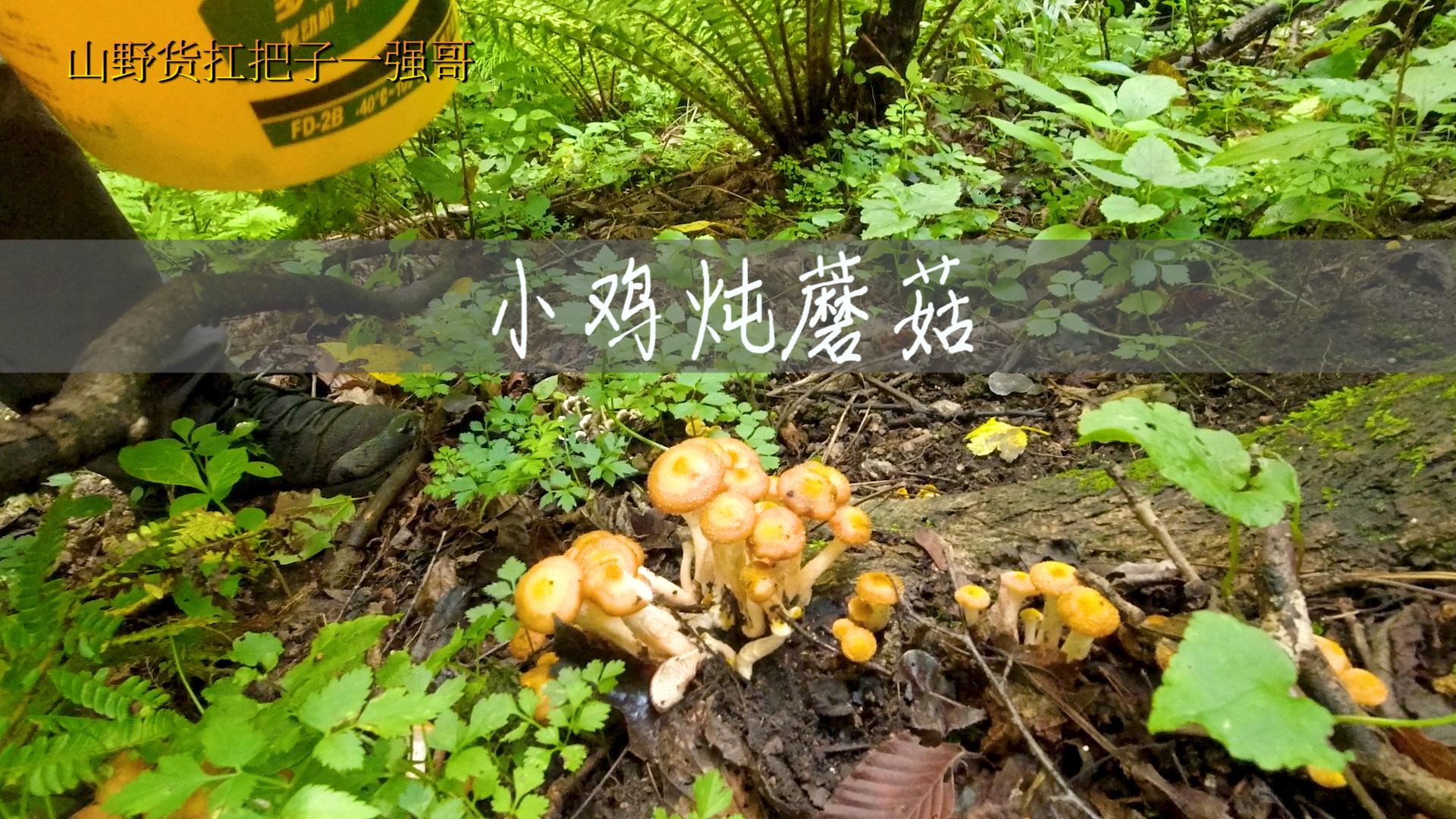 吉林到了蘑菇炖小鸡的季节,榛蘑山樱桃山胡萝卜山核桃,全是宝贝哔哩哔哩bilibili