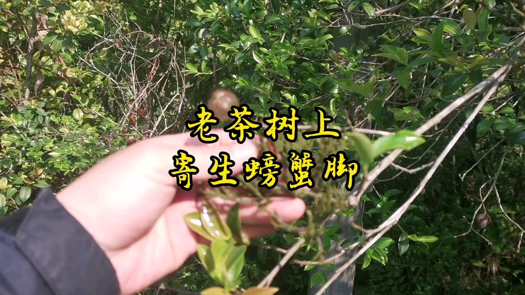 这种老茶树上长的螃蟹脚,以前农村人当寄生草来看待,如今它的价值却不