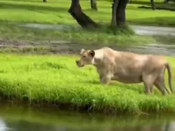 Скачать видео: 強壯的亞洲母獅