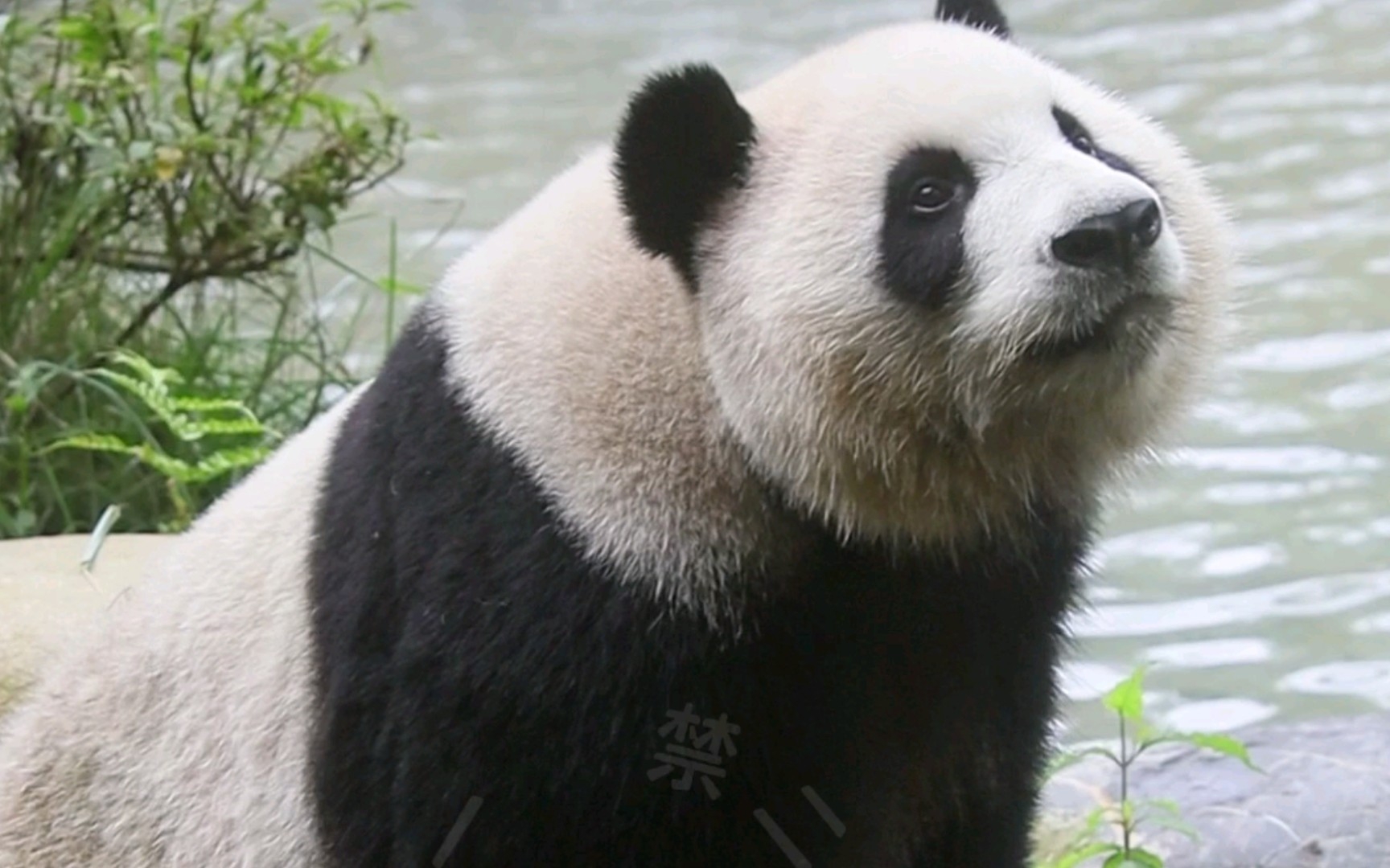 【大熊猫绩笑】