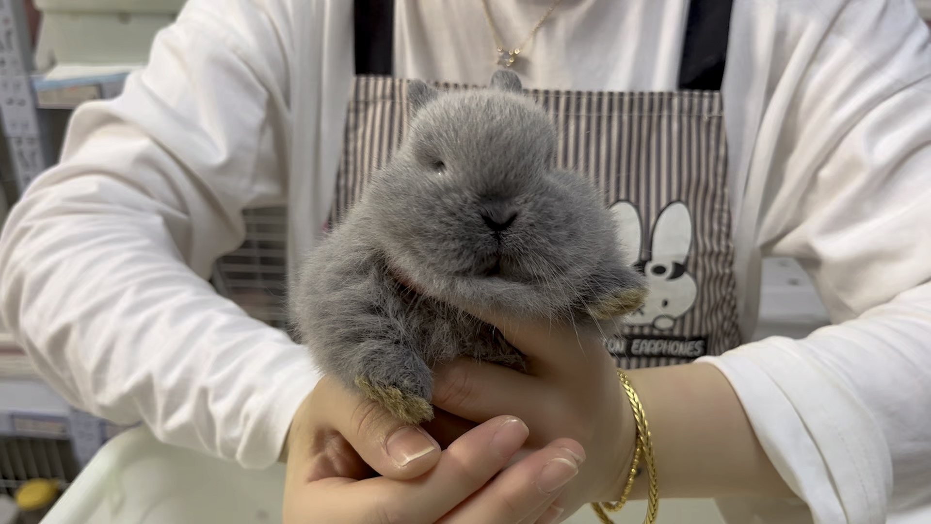 盲盒开箱|双血统侏儒兔繁育案例第195期 这一期的父母都是烟灰暹罗色