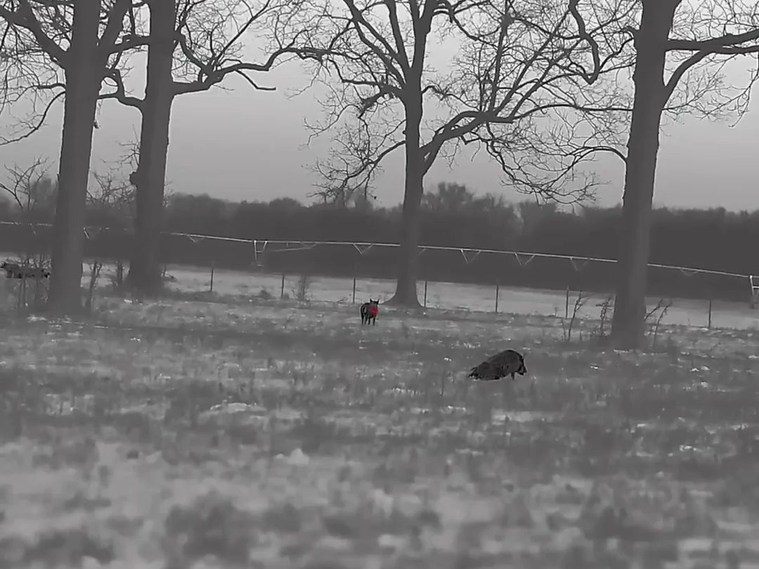 猎人带上中国高科技热成像去狩猎,今天收获如何