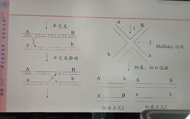 分子遗传学part I13真核生物同源重组【复旦季吕,自用勿转!!】哔哩哔哩bilibili