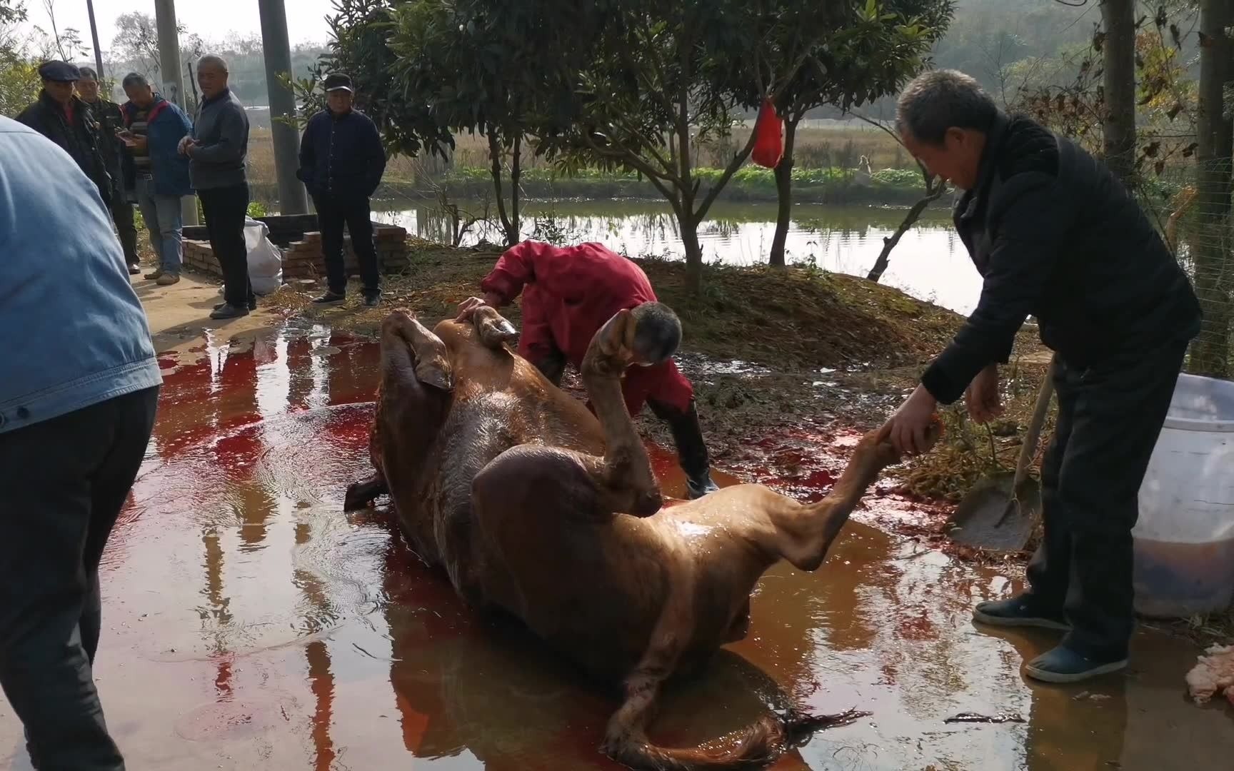 为什么城里牛肉不好吃?湖南农村杀牛现场,正宗不打水黄牛肉