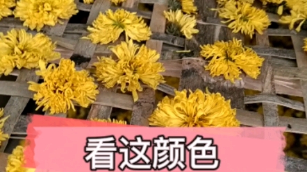 菊花,杭白菊,北京菊,金丝皇菊,七月菊,中药材,农副产品等产品热风循环烘干房,热泵干燥设备,省电环保省人工智能触摸屏控制哔哩哔哩bilibili