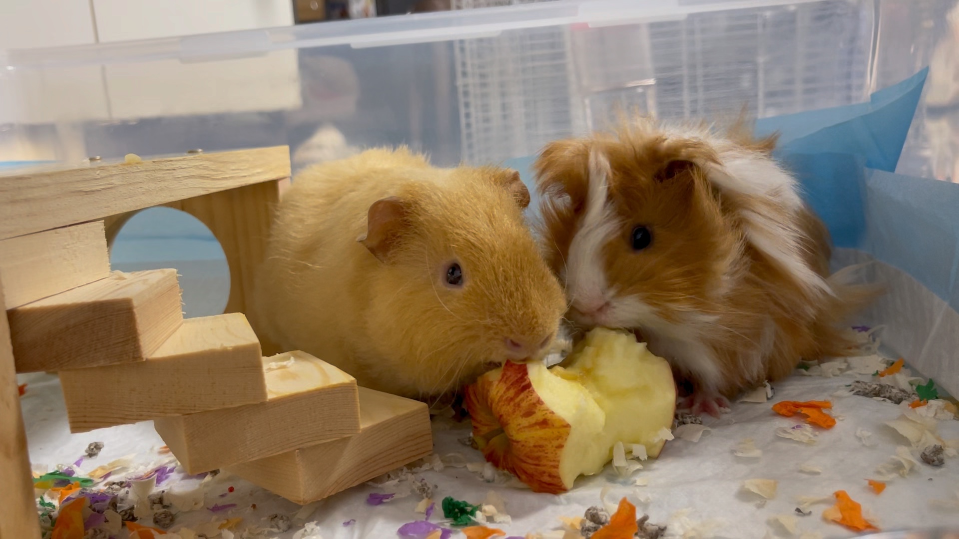 进不去羊圈看看小猪吃苹果吧