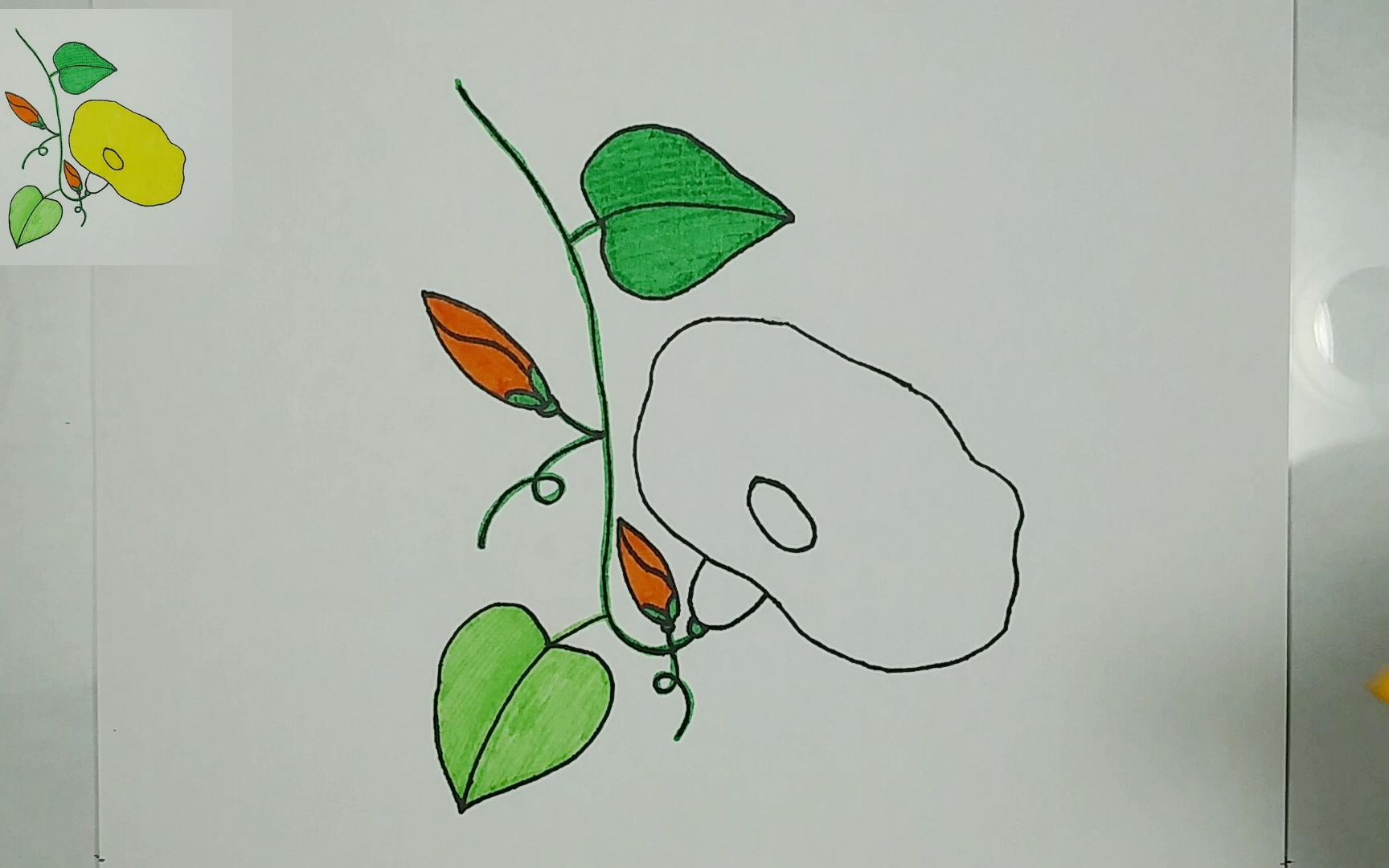 儿童简笔画 - 黄色的牵牛花 每天一幅简笔画143 零基础学画画
