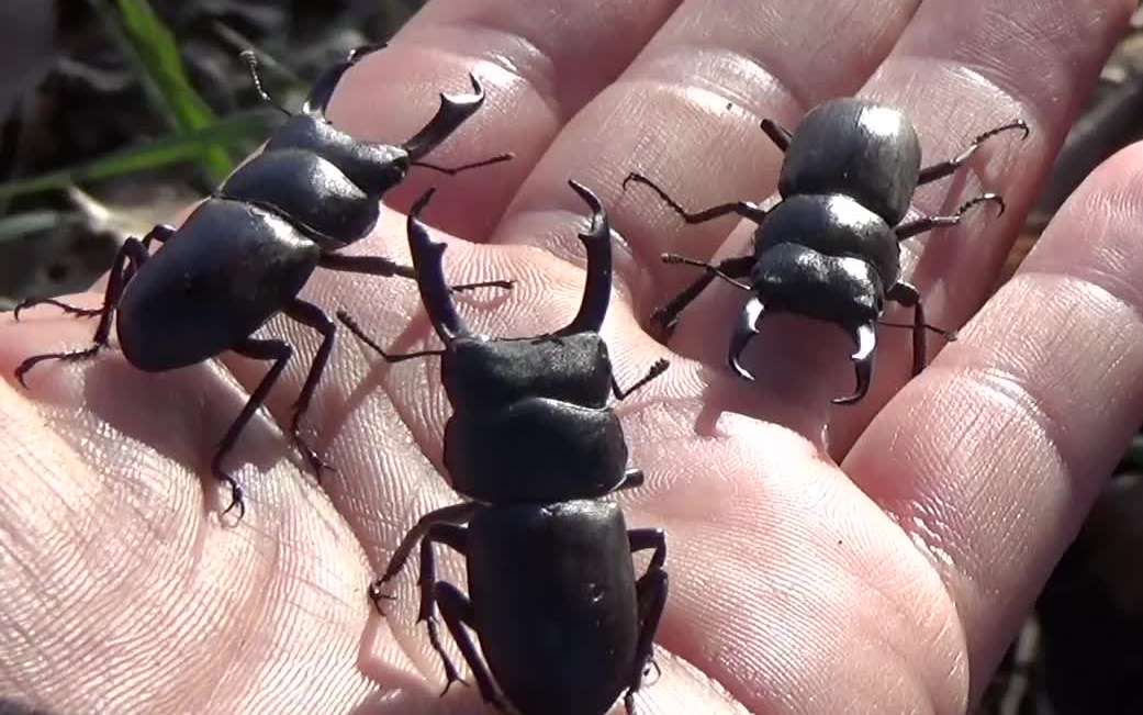 冬天野采大量锹甲