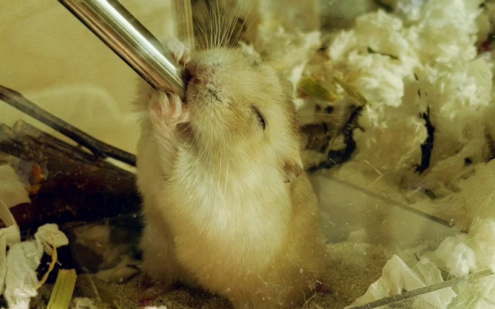 【仓鼠】二胖睡醒起床痛饮白开水