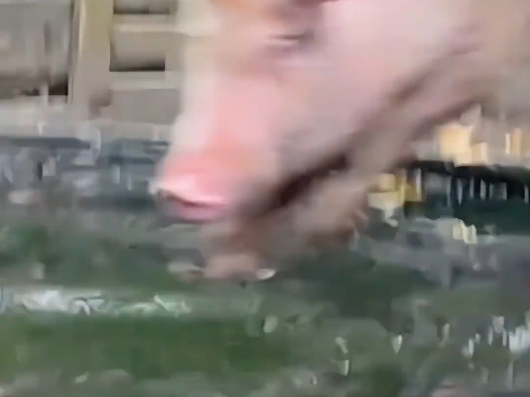 真一群母猪排队跳水的视频