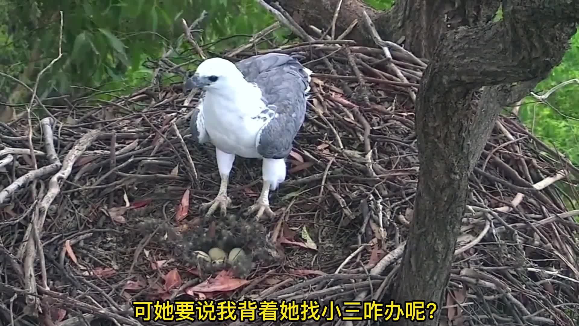 野鸭子临产到了,没想到把蛋产在老鹰窝里,被乌鸦发现一锅端哔哩哔哩bilibili