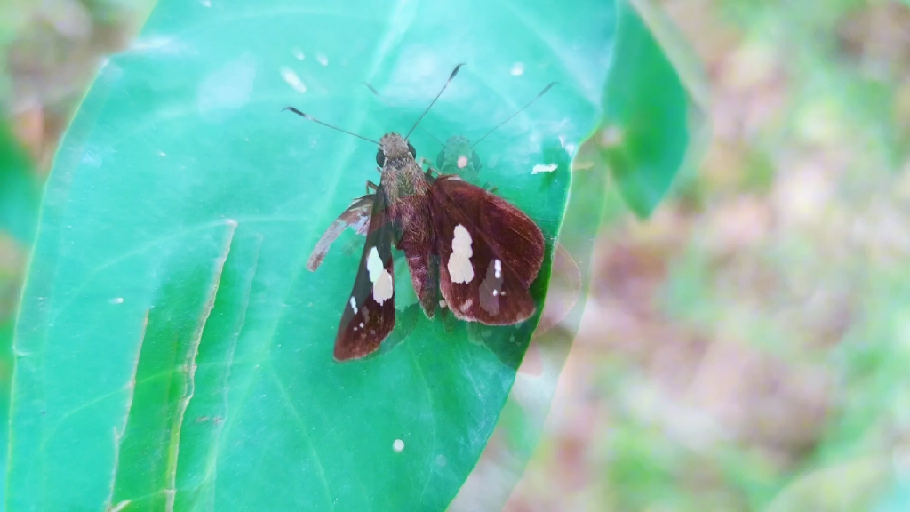 梧桐山生物圈黑色的小蝴蝶曲纹袖弄蝶