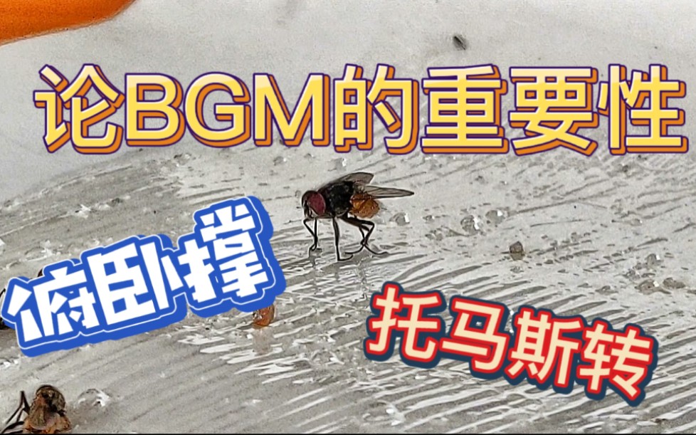 论BGM的重要性苍蝇大翻身哔哩哔哩bilibili