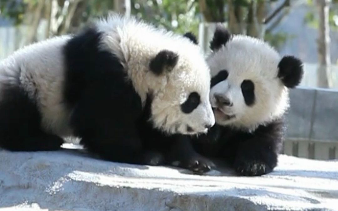 看到香香歪嘴的样子,就想起来青糍这个歪嘴战神!