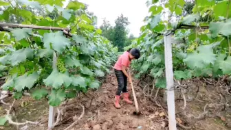 露天巨峰葡萄萌芽后的管理 抹芽定稍最关键 详细介绍抹芽注意事项 哔哩哔哩 Bilibili