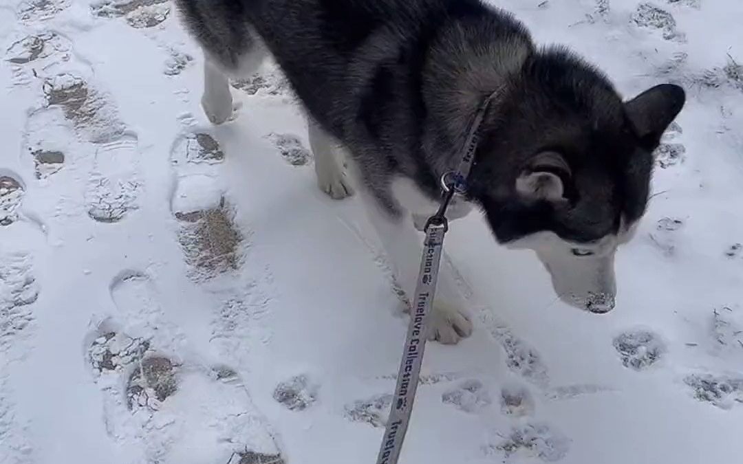 哈士奇只要在雪地里血脉瞬间觉醒