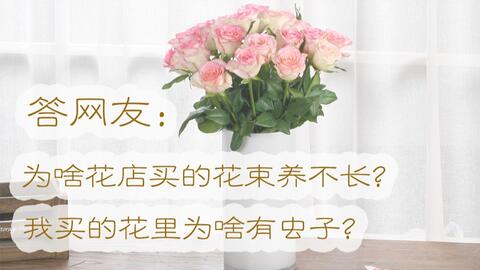 大叔说花 答网友问2 花束里的花为什么养不长 我买的花为什么有虫子 哔哩哔哩 Bilibili