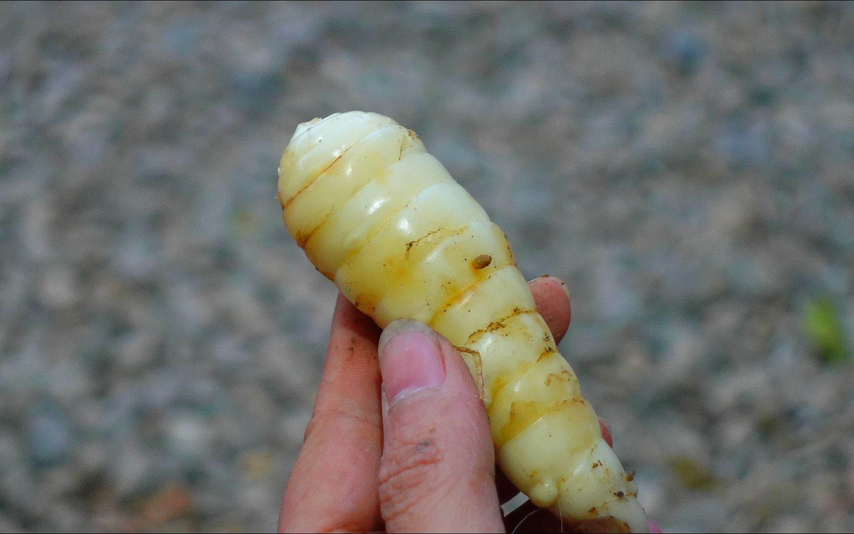 挖點竹薯煲魚湯,味道鮮美,吃完全身暖洋洋,你們吃過嗎?