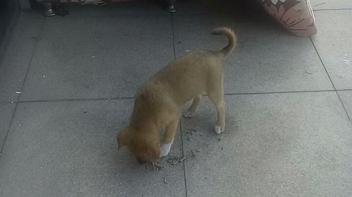 四蹄踏雪的黑嘴黄土狗与只有一边脸花的半脸花狗在一起流浪