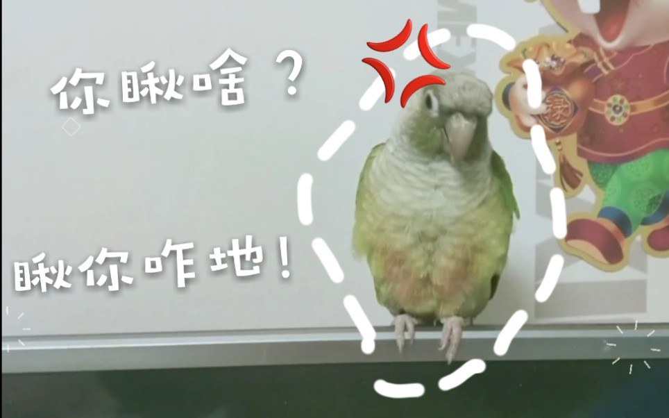 【鹦鹉】你瞅啥?瞅你咋地!