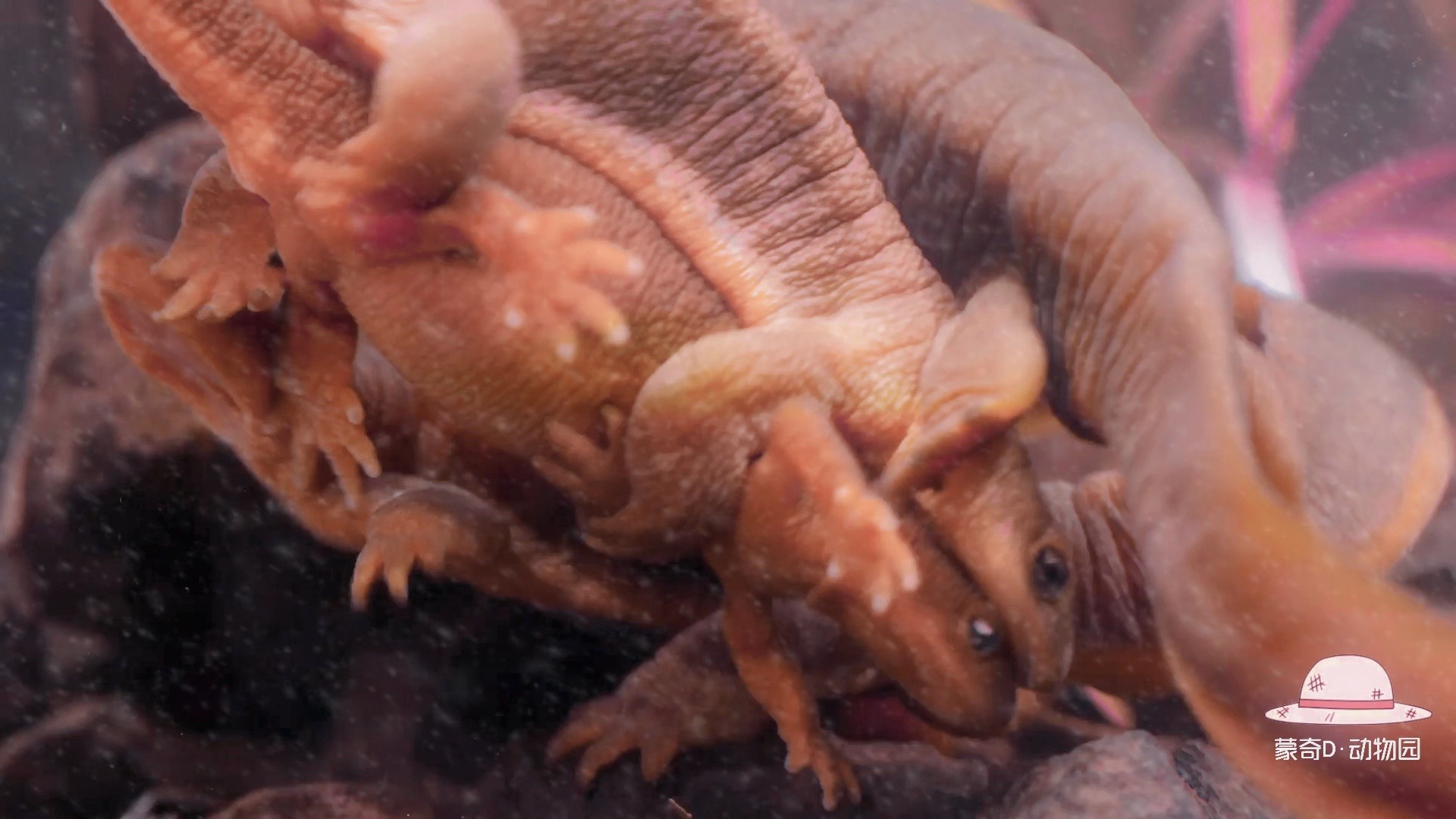 深海怪物博比特虫,一个可以吃的深海怪物