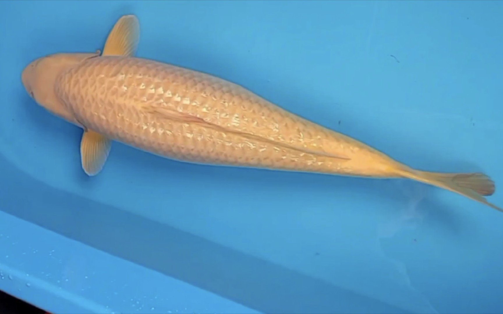 带银鳞的芥子不常见 看这银鳞芥子好看吗