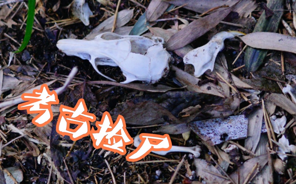 活动  [考古现场] 当你在野外碰到一具白骨,居然还是完整的