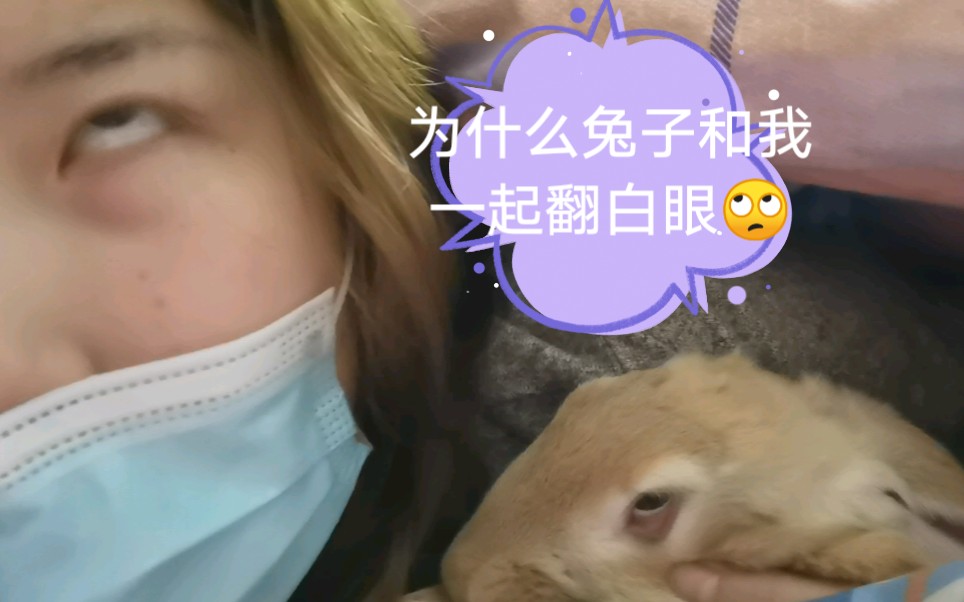 兔子冬天太冷了跑进我被窝里的兔子竟然还敢翻白眼过分