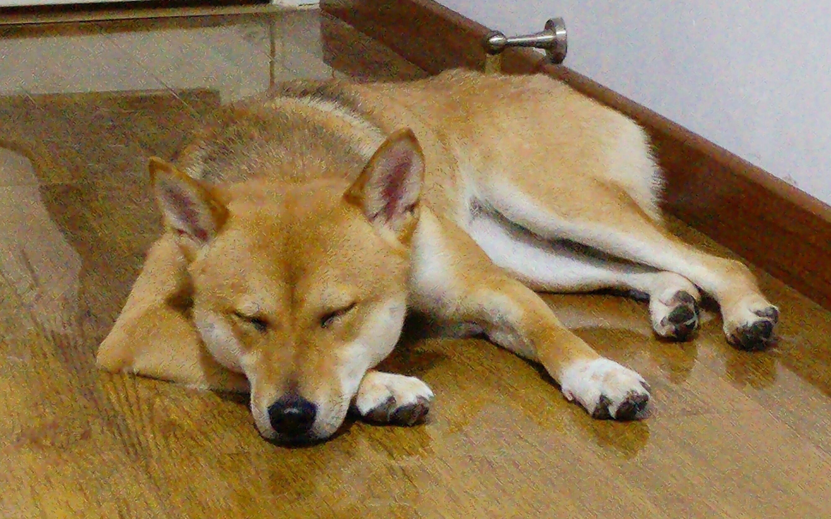 柴犬jojo母柴犬趴在地上睡觉把脸都睡歪了