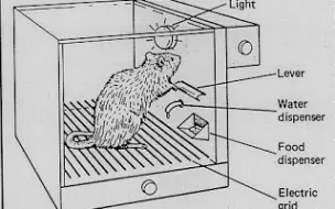 Download Video: 【一个心理学实验系列】斯金纳之箱（操作性条件反射, 赞赏机制）【英文中字】