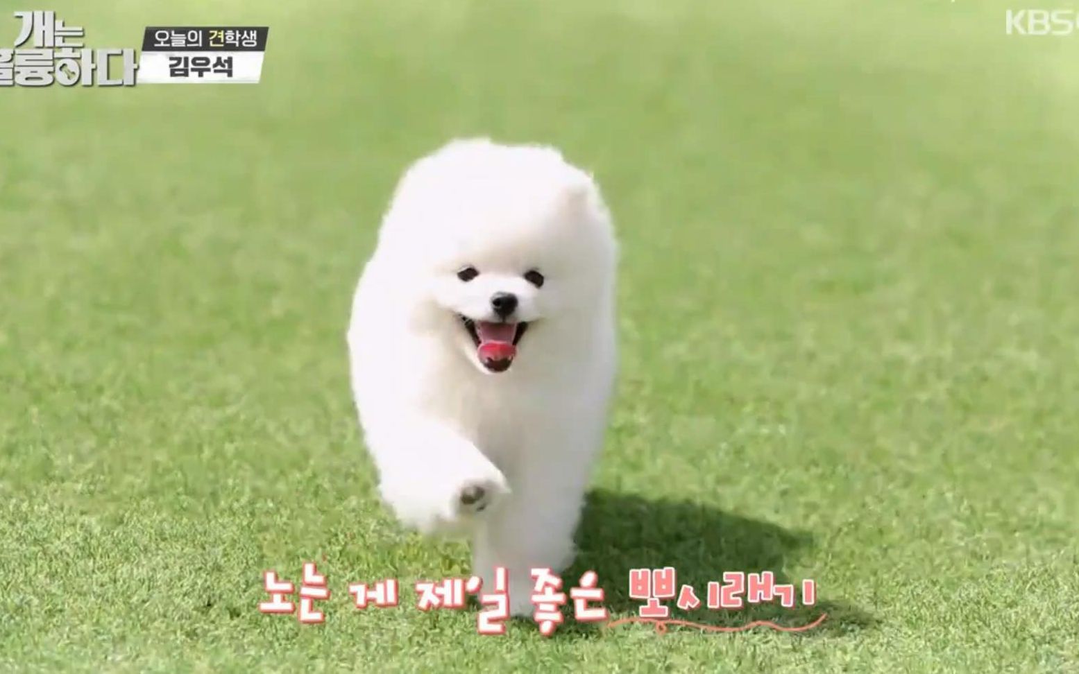 【金宇硕】200601 狗很优秀cut中字 金宇硕上完这期之后再也不会觉得