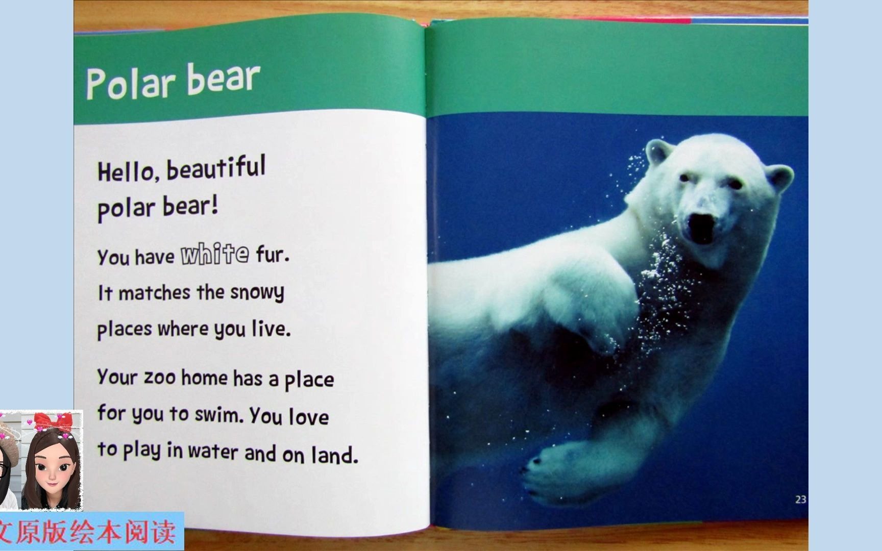 【英文绘本阅读】Hello, Beautiful! Zoo Animals: polar bear 《你好,美丽!动物园动物篇》之北极熊哔哩哔哩bilibili