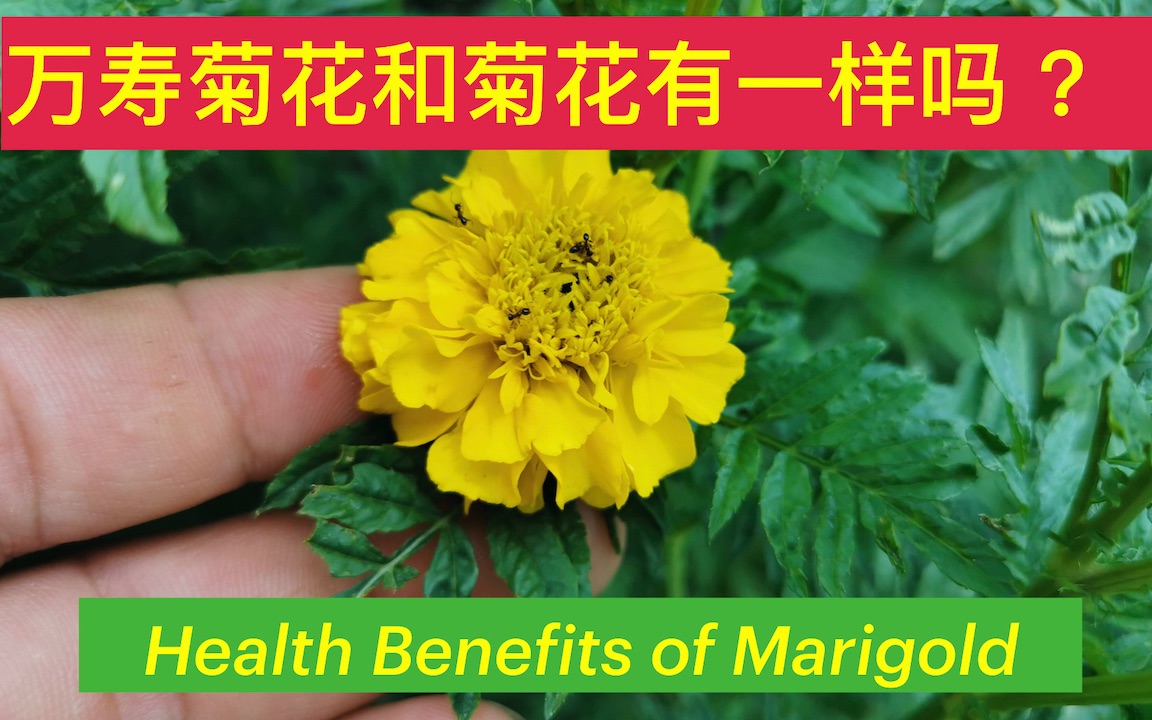 万寿菊含天然叶黄素.Health Benefits of Marigold .哔哩哔哩bilibili