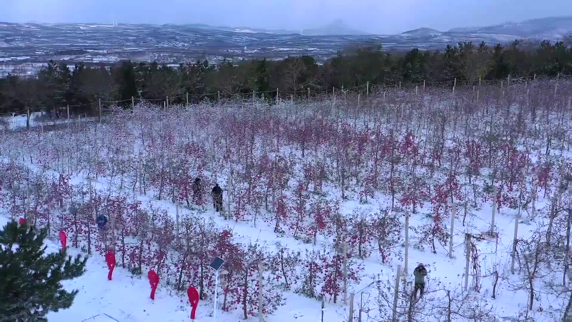 烟台栖霞市:果都雪果绽芬芳哔哩哔哩bilibili