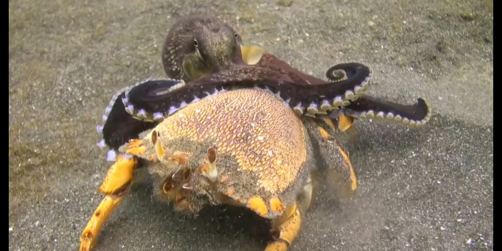 章鱼捕食比自己还大的螃蟹,甚至顺便扔了趟垃圾