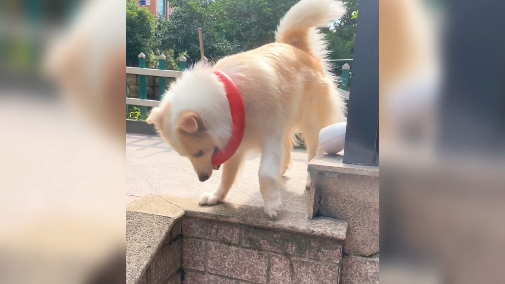 犬界博士贝拉哔哩哔哩bilibili