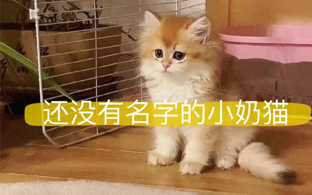 小奶猫是金渐层妹妹,还没有取名字哈…有好听的名字可以留言给我嚒?哔哩哔哩bilibili